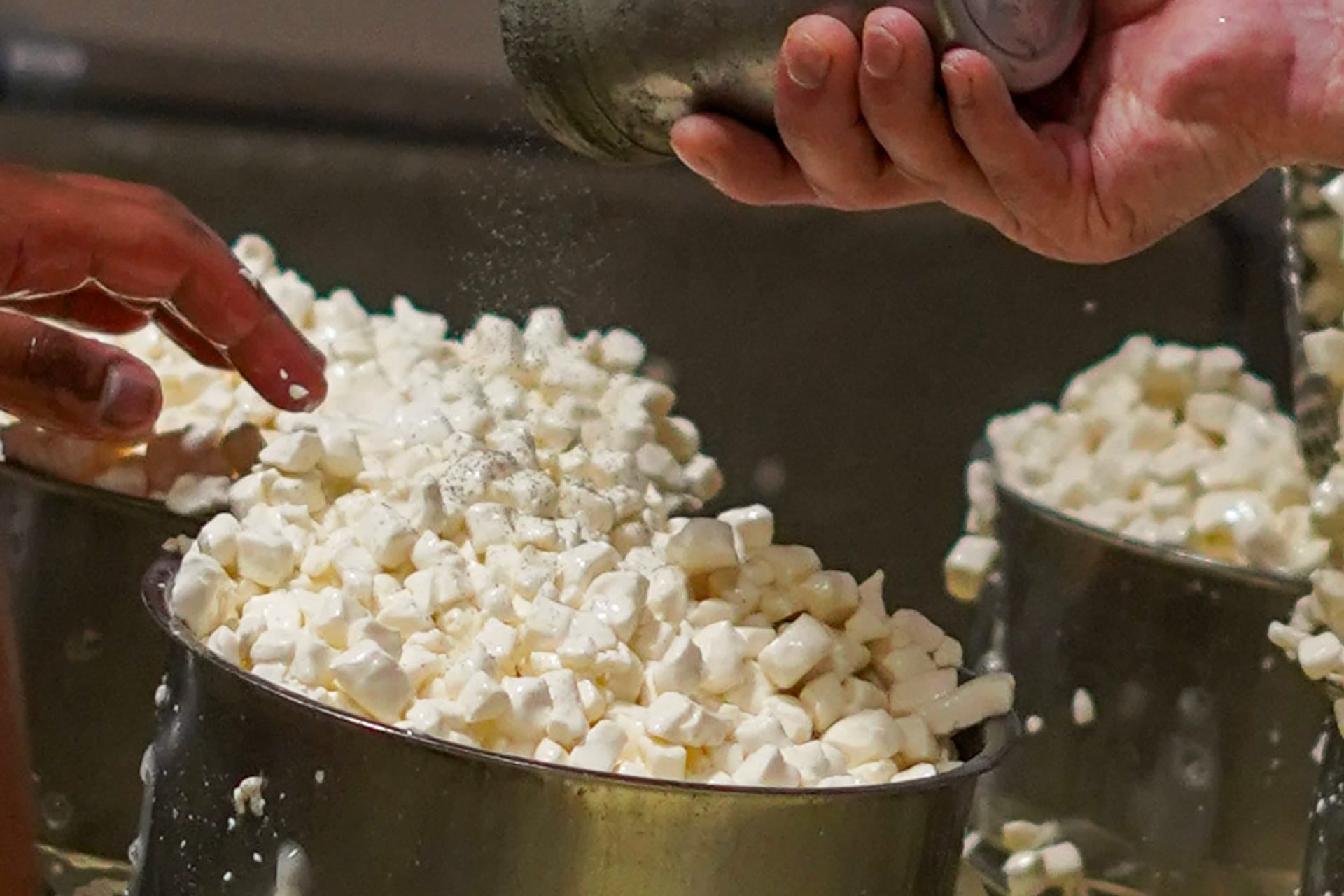 Pénicillium roqueforti cultivé sur du pain de seigle
